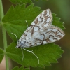 Lelijinis ugniukas - Elophila nymphaeata | Fotografijos autorius : Žilvinas Pūtys | © Macrogamta.lt | Šis tinklapis priklauso bendruomenei kuri domisi makro fotografija ir fotografuoja gyvąjį makro pasaulį.