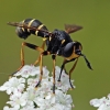 Lenktapilvė musė - Conops flavipes | Fotografijos autorius : Gintautas Steiblys | © Macrogamta.lt | Šis tinklapis priklauso bendruomenei kuri domisi makro fotografija ir fotografuoja gyvąjį makro pasaulį.