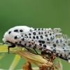 Leopard Moth - Zeuzera pyrina | Fotografijos autorius : Agnė Našlėnienė | © Macronature.eu | Macro photography web site