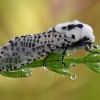 Leopard Moth - Zeuzera pyrina | Fotografijos autorius : Arūnas Eismantas | © Macronature.eu | Macro photography web site