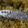 Leopard Moth - Zeuzera pyrina | Fotografijos autorius : Žilvinas Pūtys | © Macronature.eu | Macro photography web site