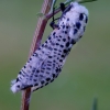 Leopard Moth - Zeuzera pyrina | Fotografijos autorius : Romas Ferenca | © Macronature.eu | Macro photography web site