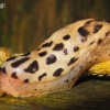 Leopard slug - Limax maximus | Fotografijos autorius : Rasa Gražulevičiūtė | © Macronature.eu | Macro photography web site