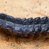 Lesser Black Glow-worm - Phosphaenus hemipterus, larva | Fotografijos autorius : Gintautas Steiblys | © Macronature.eu | Macro photography web site