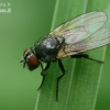 Lesser House Fly - Fannia sp.  | Fotografijos autorius : Gintautas Steiblys | © Macronature.eu | Macro photography web site