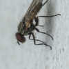 Lesser House Fly - Fannia sp. | Fotografijos autorius : Gintautas Steiblys | © Macronature.eu | Macro photography web site