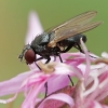 Lesser House Fly - Fannia sp. | Fotografijos autorius : Gintautas Steiblys | © Macronature.eu | Macro photography web site