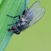 Lesser House Fly - Fannia sp. | Fotografijos autorius : Gintautas Steiblys | © Macronature.eu | Macro photography web site