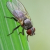 Lesser House Fly - Fannia sp. | Fotografijos autorius : Gintautas Steiblys | © Macronature.eu | Macro photography web site