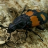 Lesser Vespillo Burying Beetle - Nicrophorus vespilloides  | Fotografijos autorius : Gintautas Steiblys | © Macronature.eu | Macro photography web site