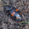 Lesser Vespillo Burying Beetle - Nicrophorus vespilloides | Fotografijos autorius : Romas Ferenca | © Macronature.eu | Macro photography web site