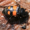 Lesser Vespillo Burying Beetle - Nicrophorus vespilloides | Fotografijos autorius : Ramunė Vakarė | © Macronature.eu | Macro photography web site