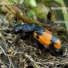 Lesser Vespillo Burying Beetle - Nicrophorus vespiloides  | Fotografijos autorius : Romas Ferenca | © Macronature.eu | Macro photography web site