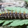 Lesser marbled fritillary - Brenthis ino, caterpillar | Fotografijos autorius : Vytautas Gluoksnis | © Macronature.eu | Macro photography web site