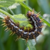 Lesser marbled fritillary - Brenthis ino, caterpillar | Fotografijos autorius : Žilvinas Pūtys | © Macronature.eu | Macro photography web site