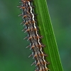 Lesser marbled fritillary - Brenthis ino, caterpillar | Fotografijos autorius : Gintautas Steiblys | © Macronature.eu | Macro photography web site
