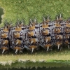 Lesser spotted fritillary - Melitaea trivia, catterpilar | Fotografijos autorius : Gintautas Steiblys | © Macronature.eu | Macro photography web site