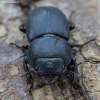 Lesser stag beetle - Dorcus parallelipipedus ♀ | Fotografijos autorius : Žilvinas Pūtys | © Macronature.eu | Macro photography web site