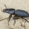 Lesser stag beetle - Dorcus parallelipipedus ♀ | Fotografijos autorius : Kazimieras Martinaitis | © Macronature.eu | Macro photography web site