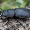 Lesser stag beetle - Dorcus parallelipipedus ♂ | Fotografijos autorius : Žilvinas Pūtys | © Macronature.eu | Macro photography web site