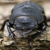 Lesser stag beetle - Dorcus parallelipipedus  | Fotografijos autorius : Gintautas Steiblys | © Macronature.eu | Macro photography web site