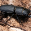 Lesser stag beetle - Dorcus parallelipipedus | Fotografijos autorius : Ramunė Vakarė | © Macronature.eu | Macro photography web site