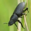 Platusis elniavabalis - Dorcus parallelipipedus | Fotografijos autorius : Vidas Brazauskas | © Macronature.eu | Macro photography web site