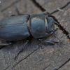 Lesser stag beetle - Dorcus parallelipipedus | Fotografijos autorius : Kęstutis Obelevičius | © Macronature.eu | Macro photography web site