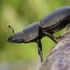 Lesser stag beetle - Dorcus parallelipipedus | Fotografijos autorius : Agnė Našlėnienė | © Macronature.eu | Macro photography web site