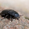 Lesser stag beetle - Dorcus parallelipipedus | Fotografijos autorius : Zita Gasiūnaitė | © Macronature.eu | Macro photography web site
