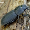 Lesser stag beetle - Dorcus parallelipipedus | Fotografijos autorius : Romas Ferenca | © Macronature.eu | Macro photography web site