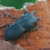 Lesser stag beetle - Dorcus parallelipipedus | Fotografijos autorius : Vytautas Gluoksnis | © Macronature.eu | Macro photography web site