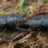 Lesser stag beetles - Dorcus parallelipipedus  | Fotografijos autorius : Gintautas Steiblys | © Macronature.eu | Macro photography web site