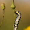 Salotinė kukulija - Cucullia lactucae, vikšras | Fotografijos autorius : Zita Gasiūnaitė | © Macronature.eu | Macro photography web site