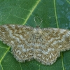 Margasparnis sprindžiukas - Scopula immorata | Fotografijos autorius : Gintautas Steiblys | © Macronature.eu | Macro photography web site