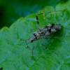 Liepinė žolblakė - Phytocoris tiliae | Fotografijos autorius : Romas Ferenca | © Macrogamta.lt | Šis tinklapis priklauso bendruomenei kuri domisi makro fotografija ir fotografuoja gyvąjį makro pasaulį.