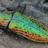 Liepinis blizgiavabalis - Lamprodila rutilans | Fotografijos autorius : Kazimieras Martinaitis | © Macrogamta.lt | Šis tinklapis priklauso bendruomenei kuri domisi makro fotografija ir fotografuoja gyvąjį makro pasaulį.