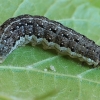 Liepinis vėlyvis - Tiliacea citrago, vikšras | Fotografijos autorius : Gintautas Steiblys | © Macrogamta.lt | Šis tinklapis priklauso bendruomenei kuri domisi makro fotografija ir fotografuoja gyvąjį makro pasaulį.