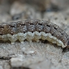 Liepinis vėlyvis - Tiliacea citrago, vikšras | Fotografijos autorius : Gintautas Steiblys | © Macrogamta.lt | Šis tinklapis priklauso bendruomenei kuri domisi makro fotografija ir fotografuoja gyvąjį makro pasaulį.