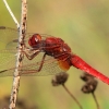 Ryškiapilvė skėtė, patinas - Crocothemis erythraea | Fotografijos autorius : Ramunė Vakarė | © Macrogamta.lt | Šis tinklapis priklauso bendruomenei kuri domisi makro fotografija ir fotografuoja gyvąjį makro pasaulį.