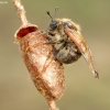 Light-tibia Hawthorn sawfly - Trichiosoma lucorum | Fotografijos autorius : Romas Ferenca | © Macronature.eu | Macro photography web site