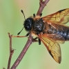 Light-tibia Hawthorn sawfly - Trichiosoma lucorum | Fotografijos autorius : Gintautas Steiblys | © Macronature.eu | Macro photography web site