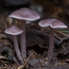 Lilac Bonnet - Mycena pura ? | Fotografijos autorius : Žilvinas Pūtys | © Macronature.eu | Macro photography web site