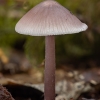 Lilac Bonnet - Mycena pura | Fotografijos autorius : Žilvinas Pūtys | © Macronature.eu | Macro photography web site