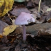 Lilac Bonnet - Mycena pura | Fotografijos autorius : Vytautas Gluoksnis | © Macronature.eu | Macro photography web site