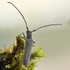 Liepinis žagarinukas - Stenostola dubia ♂ | Fotografijos autorius : Kazimieras Martinaitis | © Macronature.eu | Macro photography web site