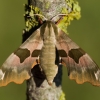 Lime Hawk-moth - Mimas tiliae | Fotografijos autorius : Zita Gasiūnaitė | © Macronature.eu | Macro photography web site