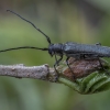 Lime beetle - Stenostola dubia ♂ | Fotografijos autorius : Žilvinas Pūtys | © Macronature.eu | Macro photography web site