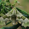 Lime hawk-moth - Mimas tiliae | Fotografijos autorius : Gintautas Steiblys | © Macronature.eu | Macro photography web site