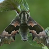 Lime hawk-moth - Mimas tiliae | Fotografijos autorius : Gintautas Steiblys | © Macronature.eu | Macro photography web site